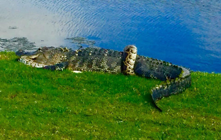 PHOTOS: Gator And Python Duel On Florida Golf Course