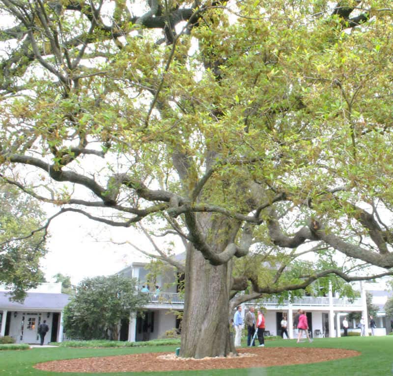 The Big Oak Tree, Augusta National Golf Club