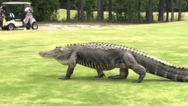 Watch Giant Alligator Casually Walks Across Fairway Twoinchesshort 7715