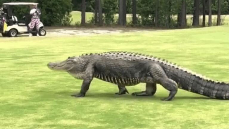 WATCH: Giant Alligator Casually Walks Across Fairway