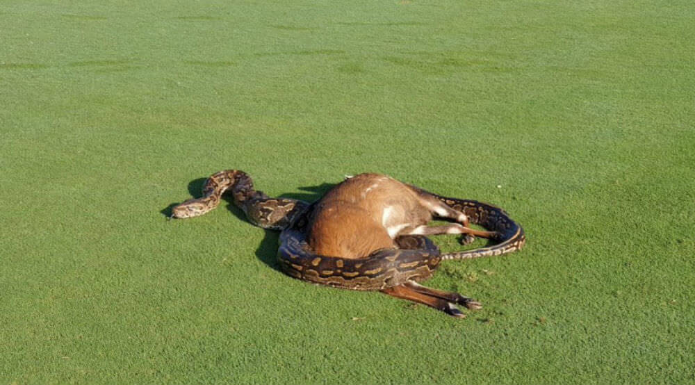 WATCH: Snake Manhandles Deer On Golf Course