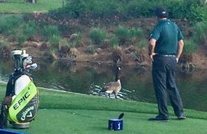 Phil Mickelson Goose