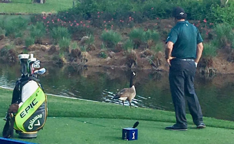 Phil Mickelson Having A Moment With A Goose Is Perfect